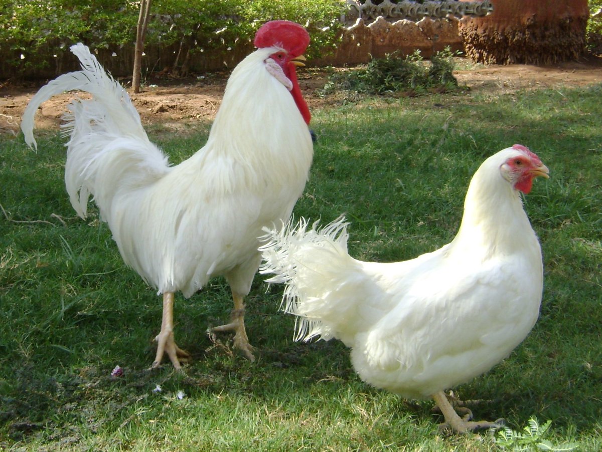 Леггорн мраморный куры