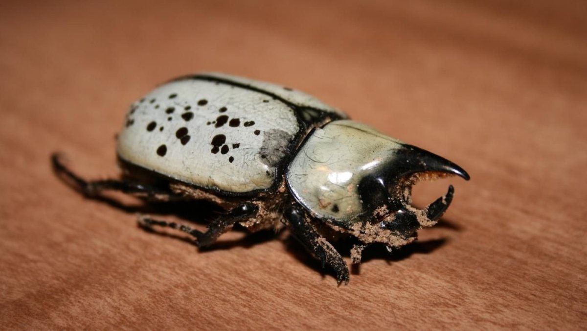 Жуки сапрофаги