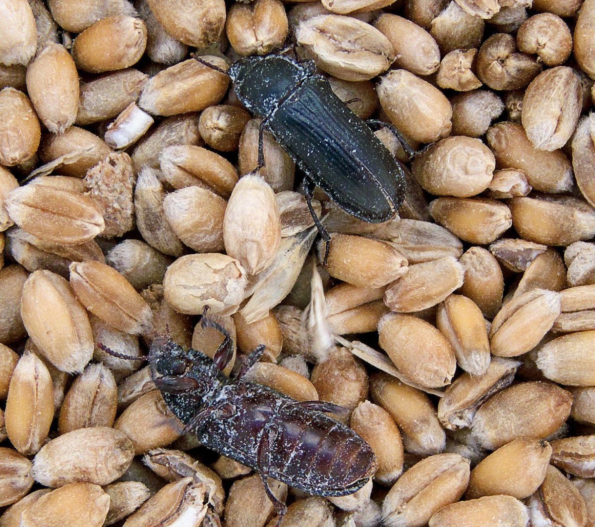 Жук мучной хрущак