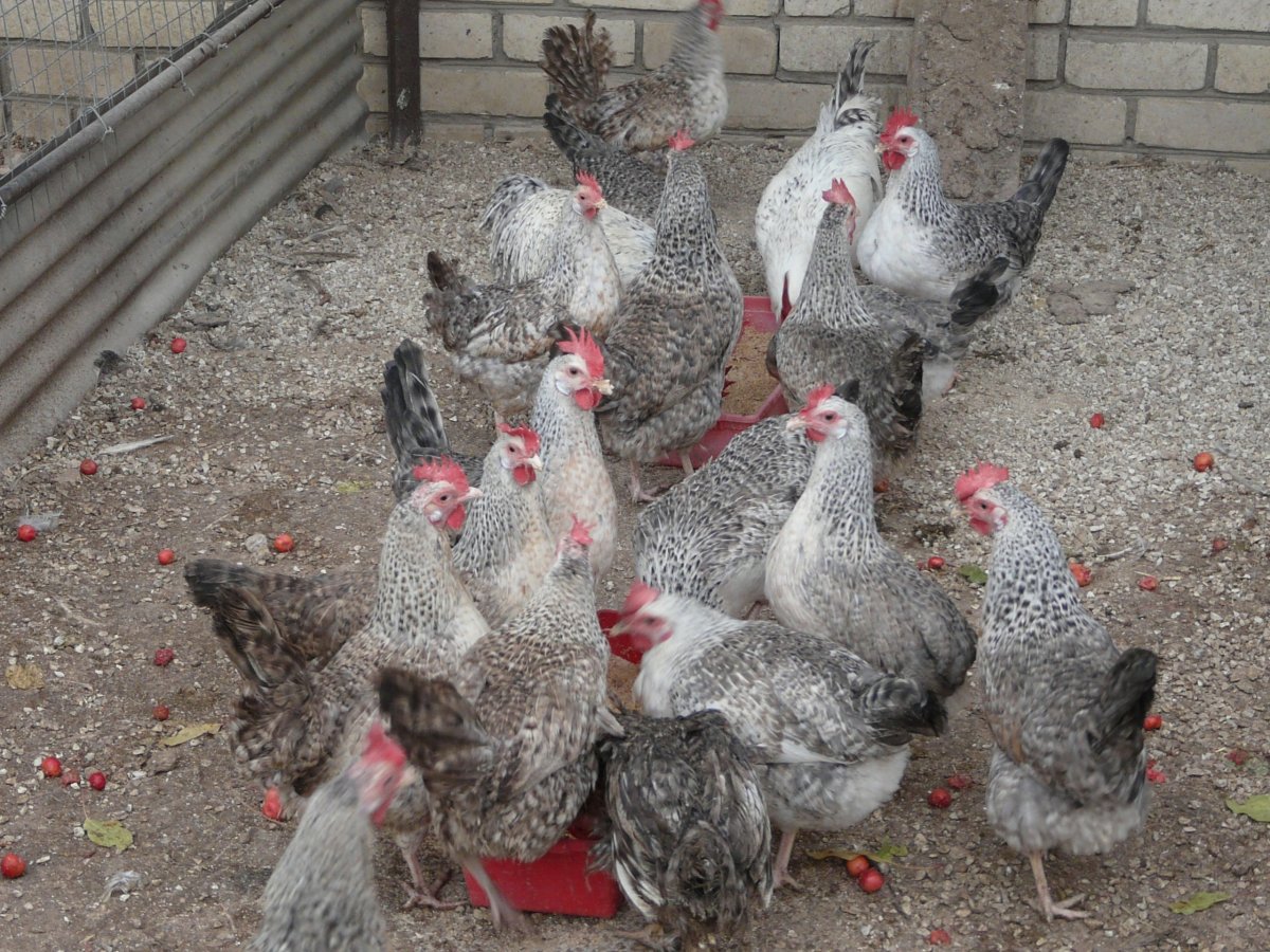 Леггорн Изабель порода