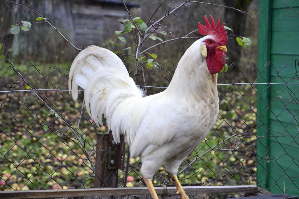 Куры породы Леггорн чепчики обвисшие