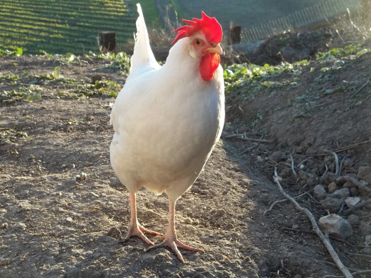 Куры Леггорн
