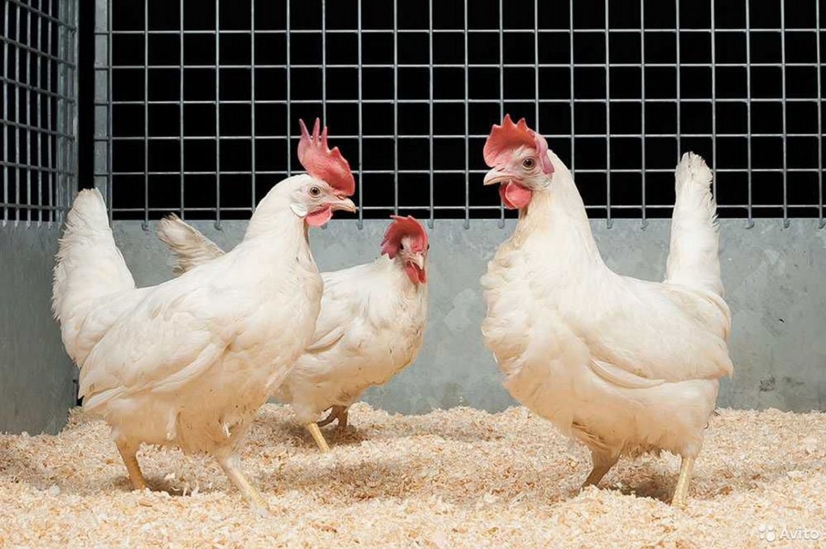 Куры несушки Ломан белый