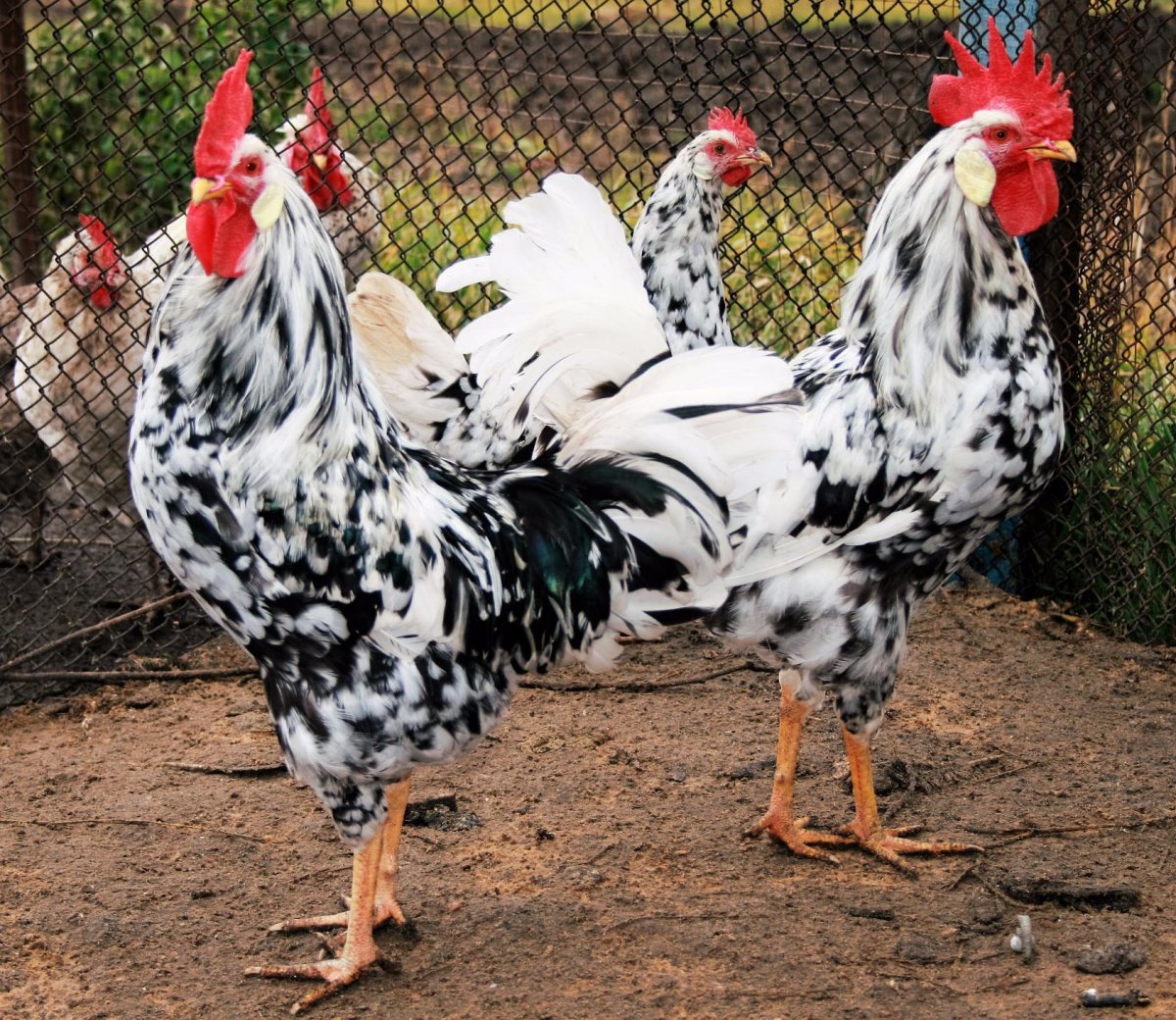 Куры Леггорн далматинец