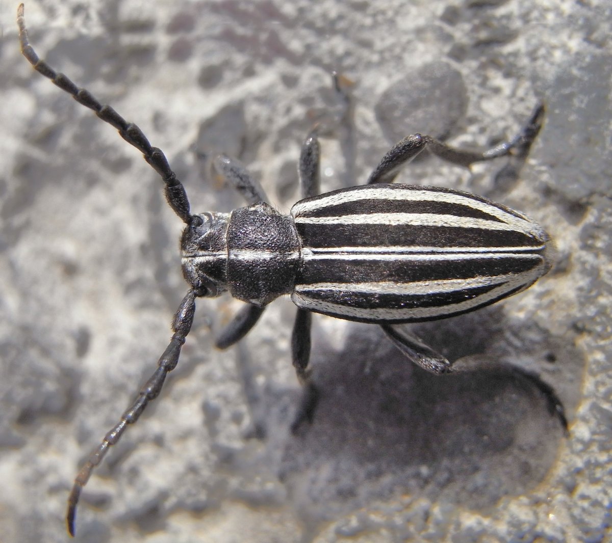 Dorcadion scopolii