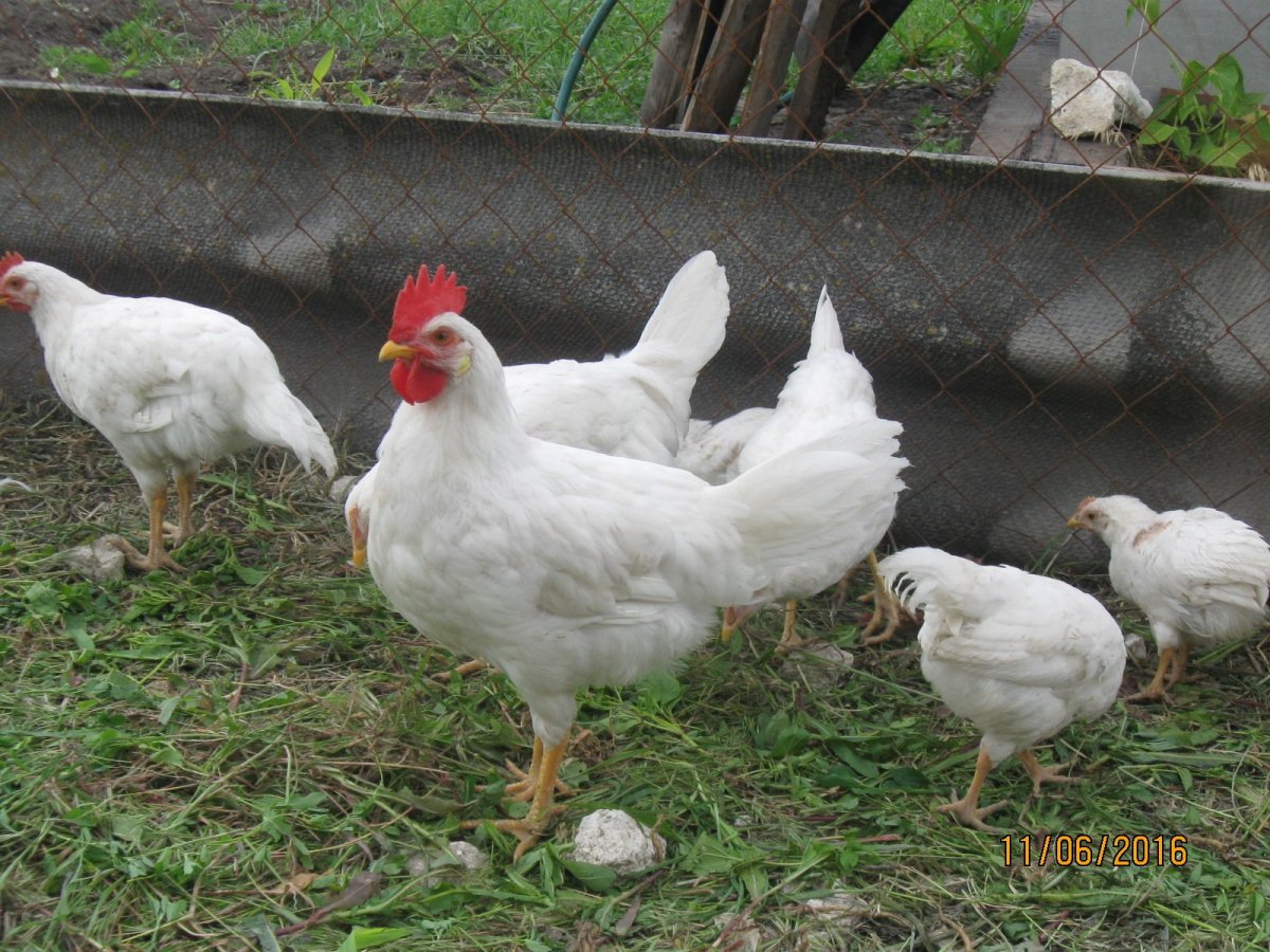 Леггорн белый стандарт