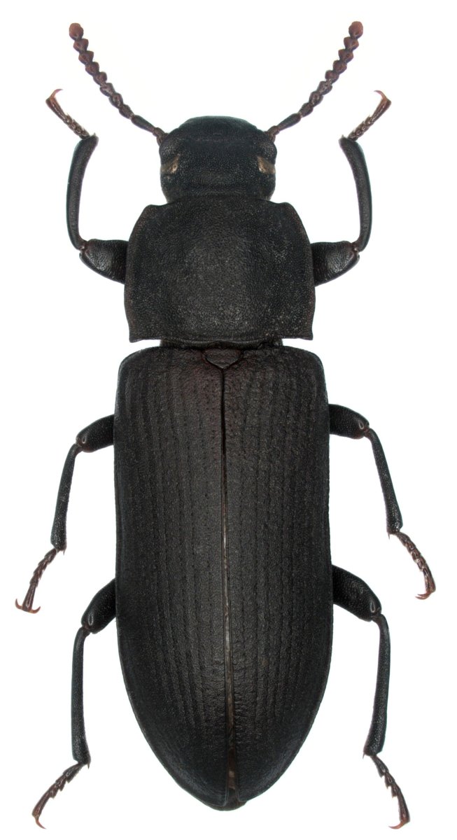 Темный хрущак Tenebrio Obscurus личинки