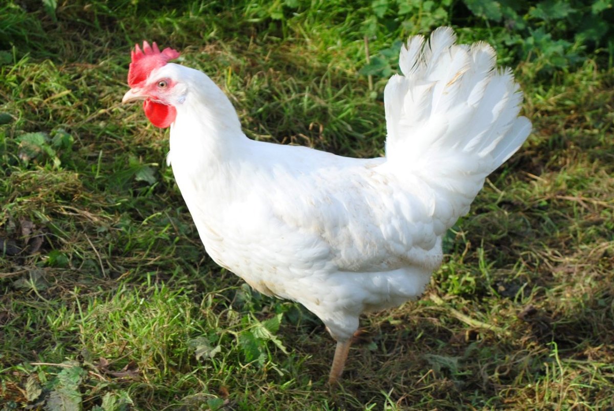 Куры несушки Ломан белый