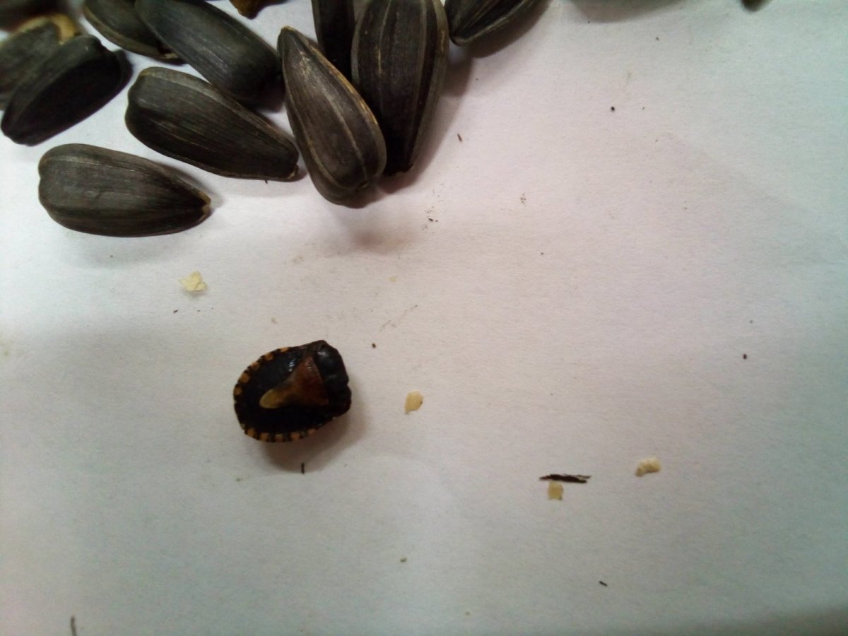 Жуки в семечках