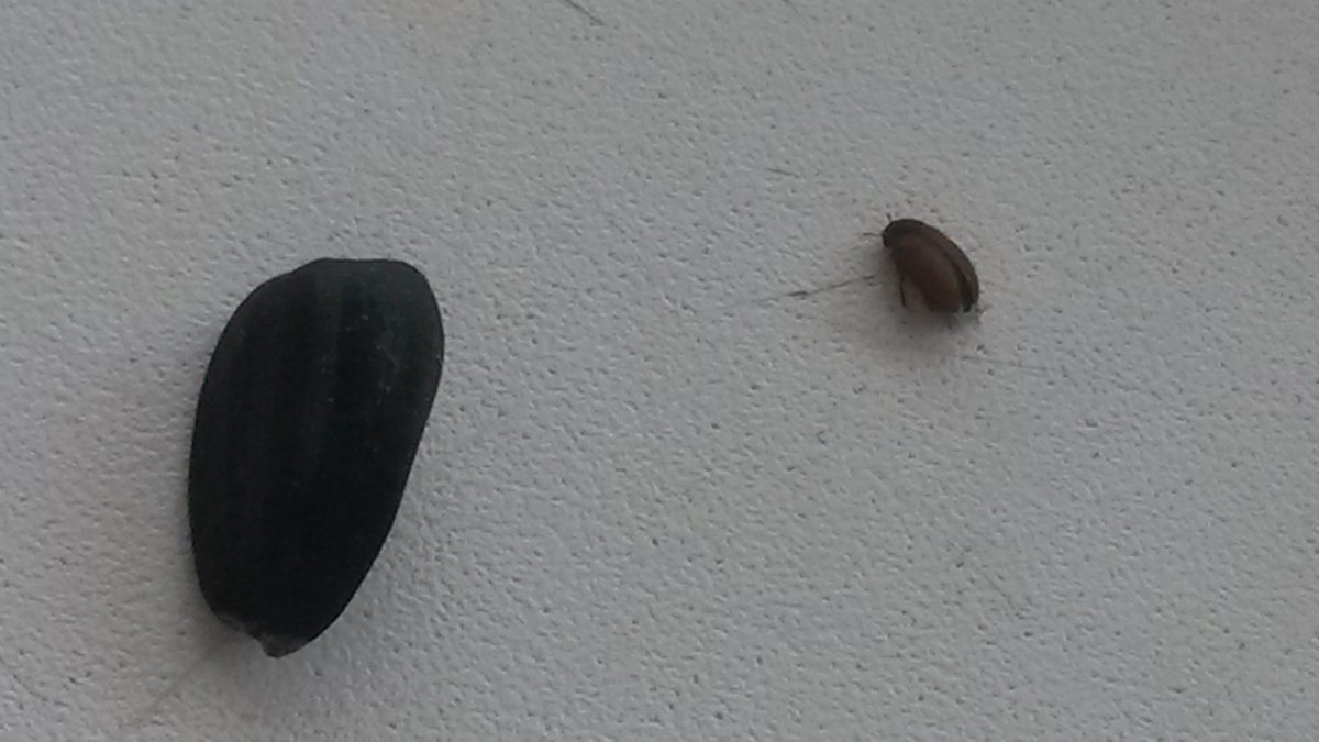 Малый табачный Жук-Точильщик