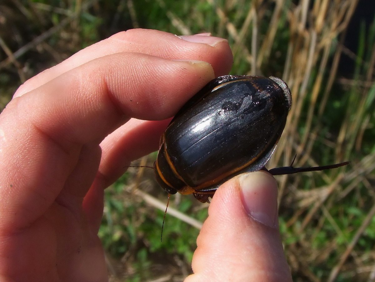 Водяной Жук-плавунец