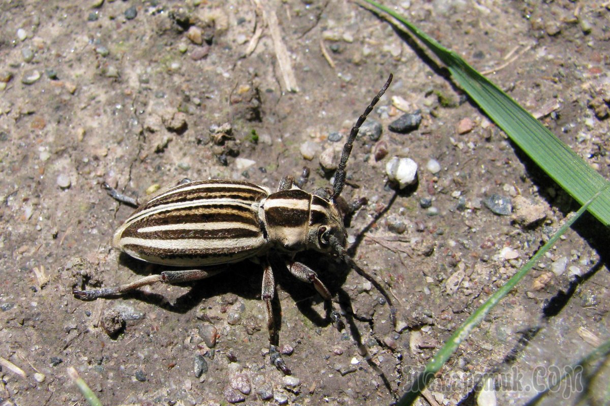 Жук семечка усач