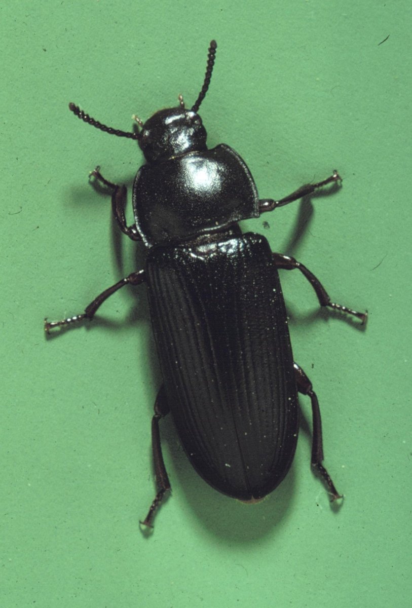 Жук черный хрущак