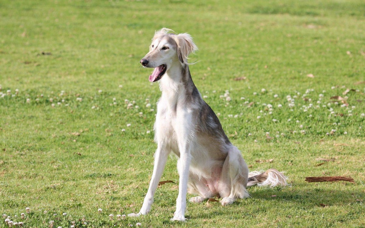 Порода собаки салюки дог