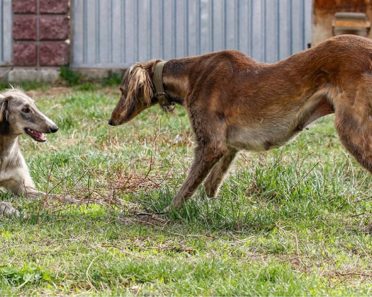 Породы собак алабай, Тайган, тазы