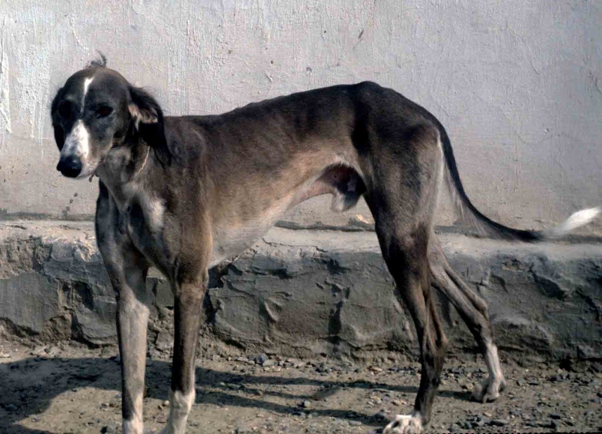 Среднеазиатская борзая