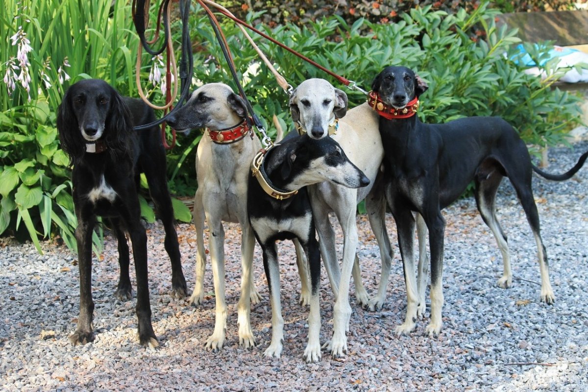 Борзые щенки