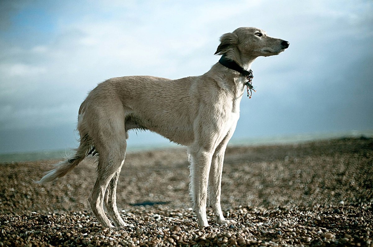 Гончая салюки