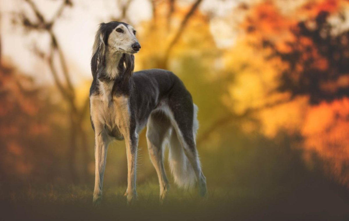 Собака салюки дог