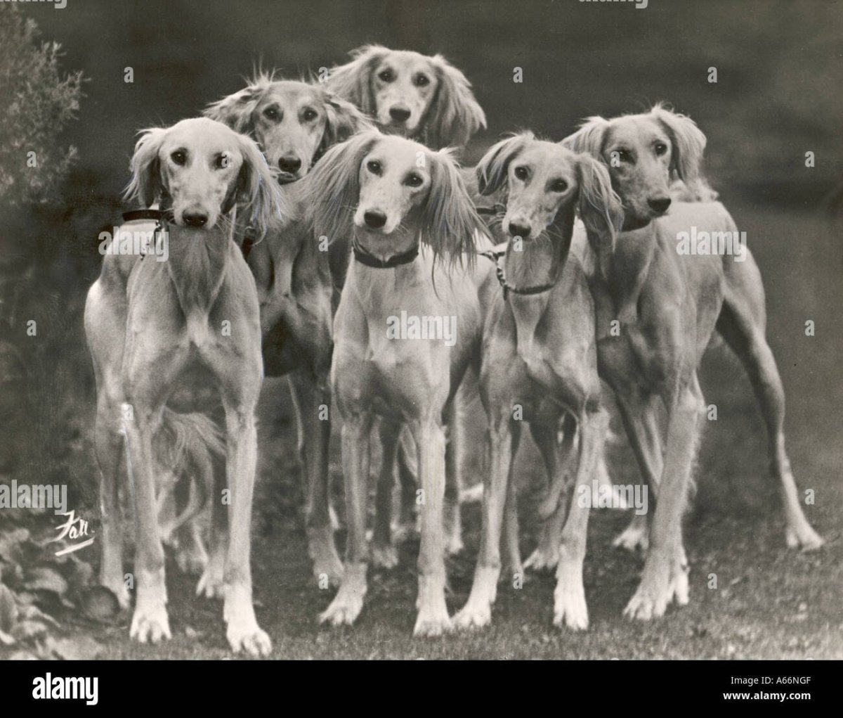 Салюки и тазы отличия