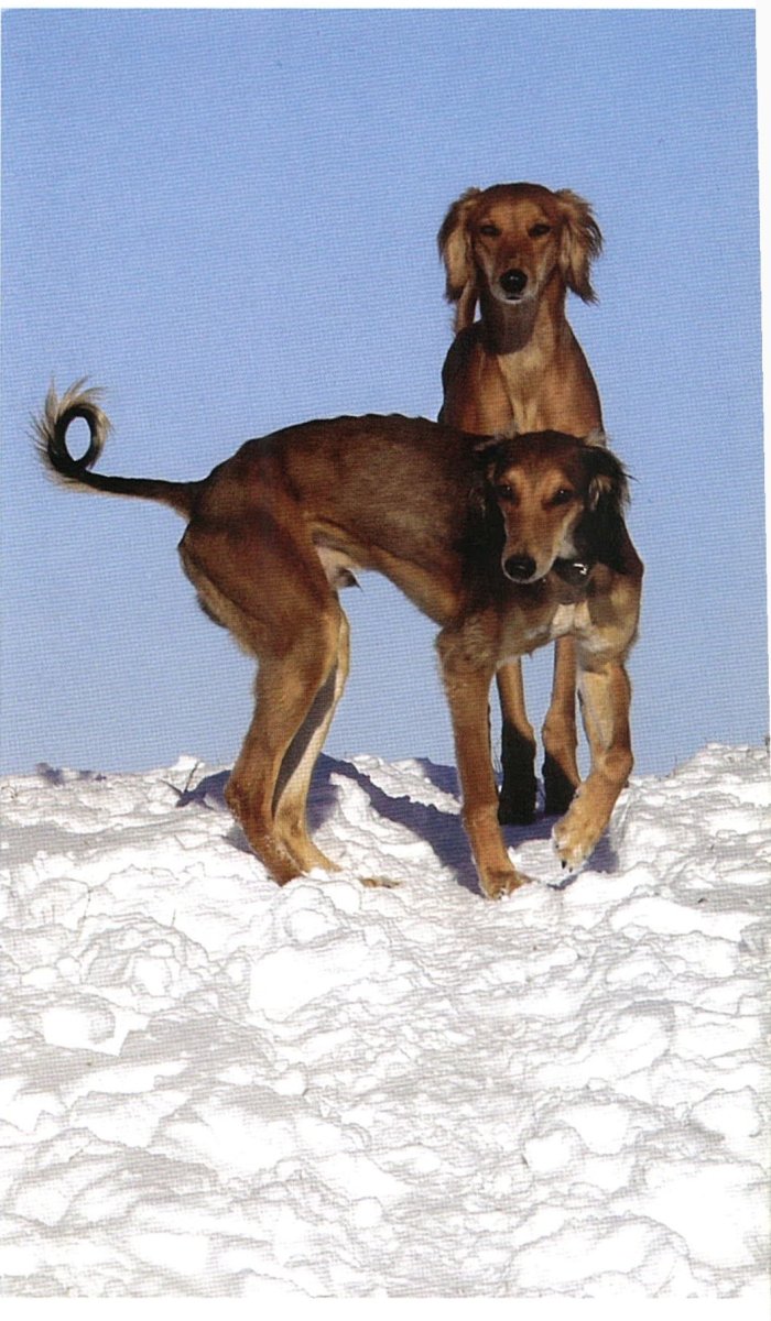 Тазы собака