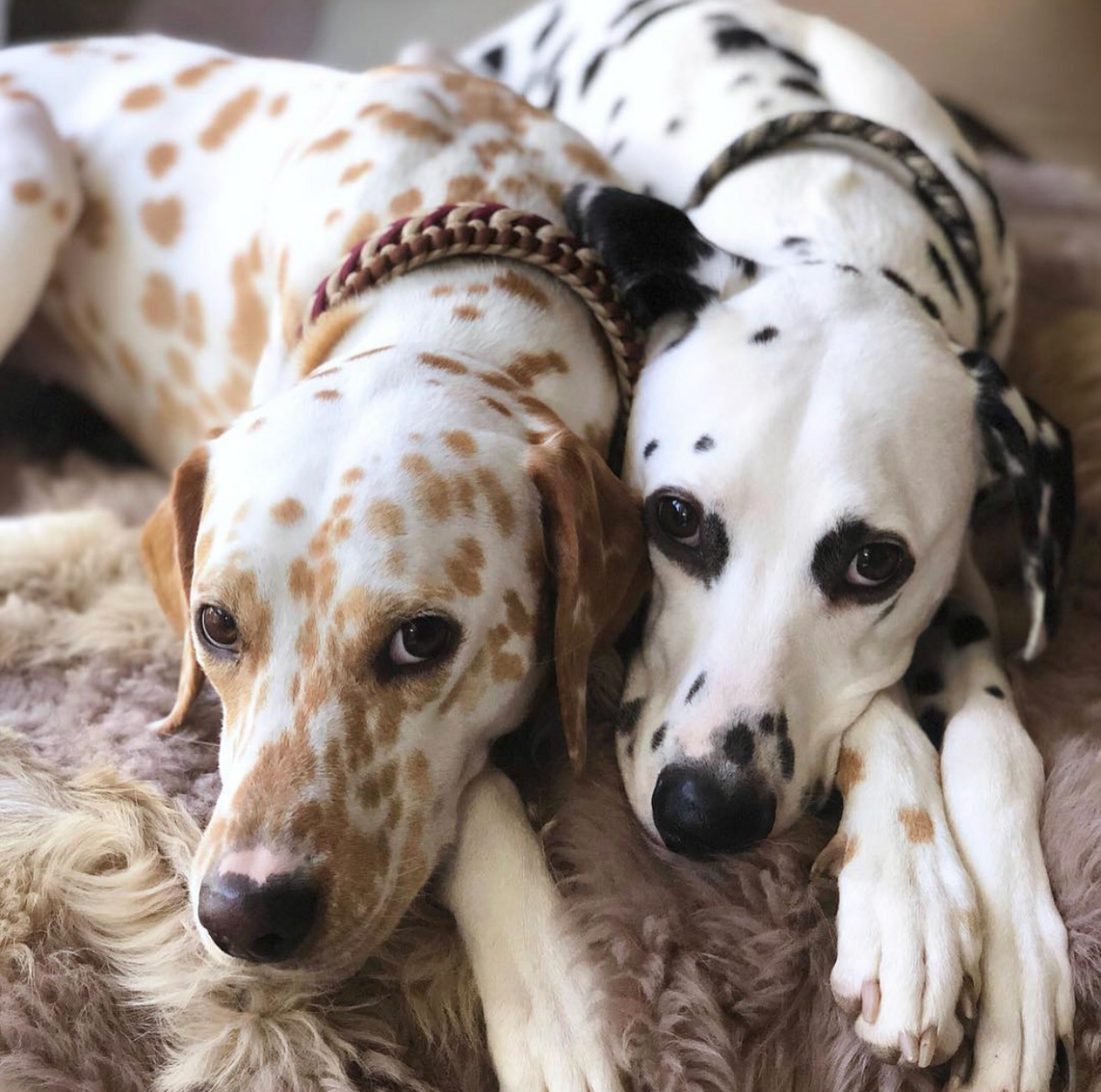 Далматин собака