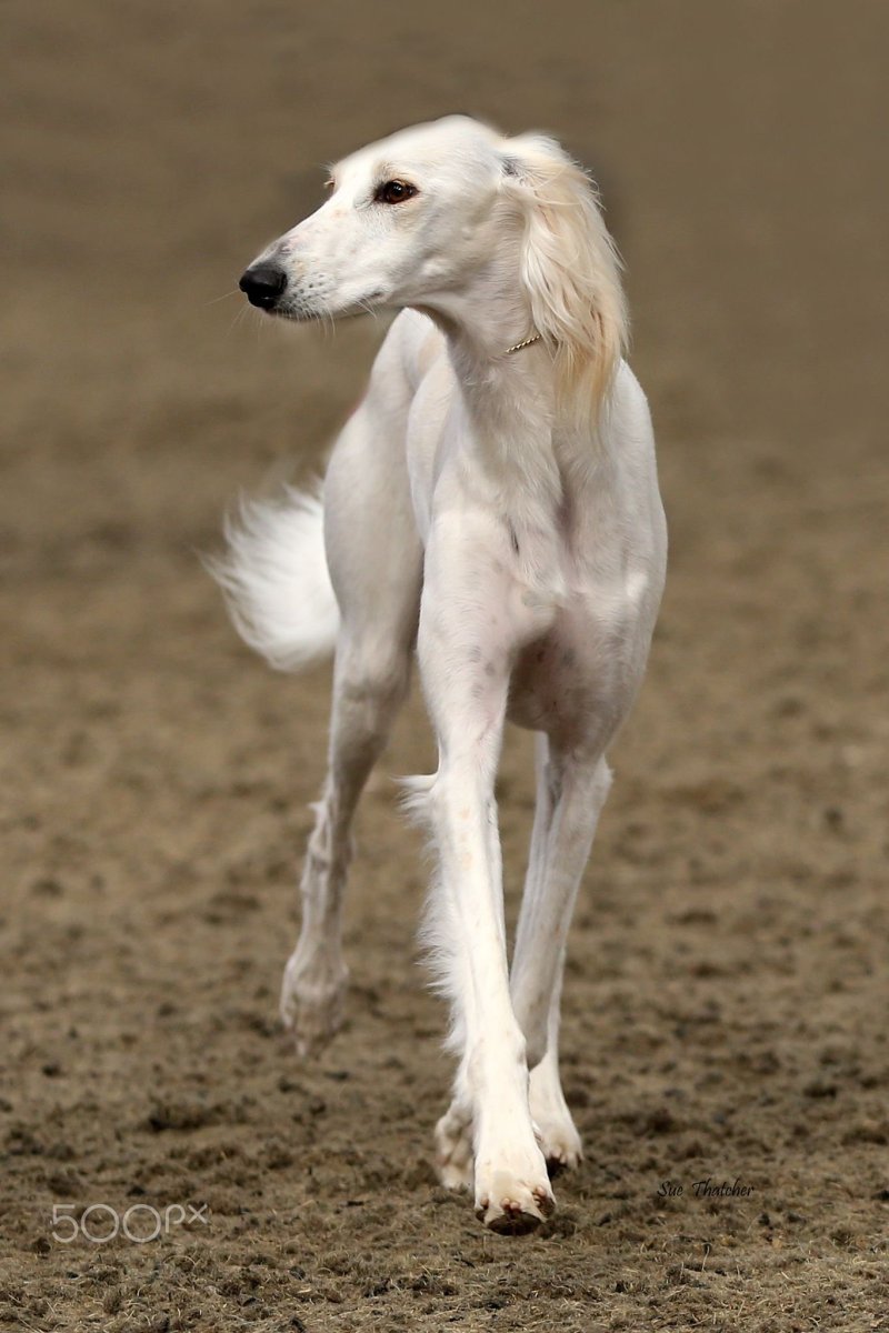 Гончая салюки