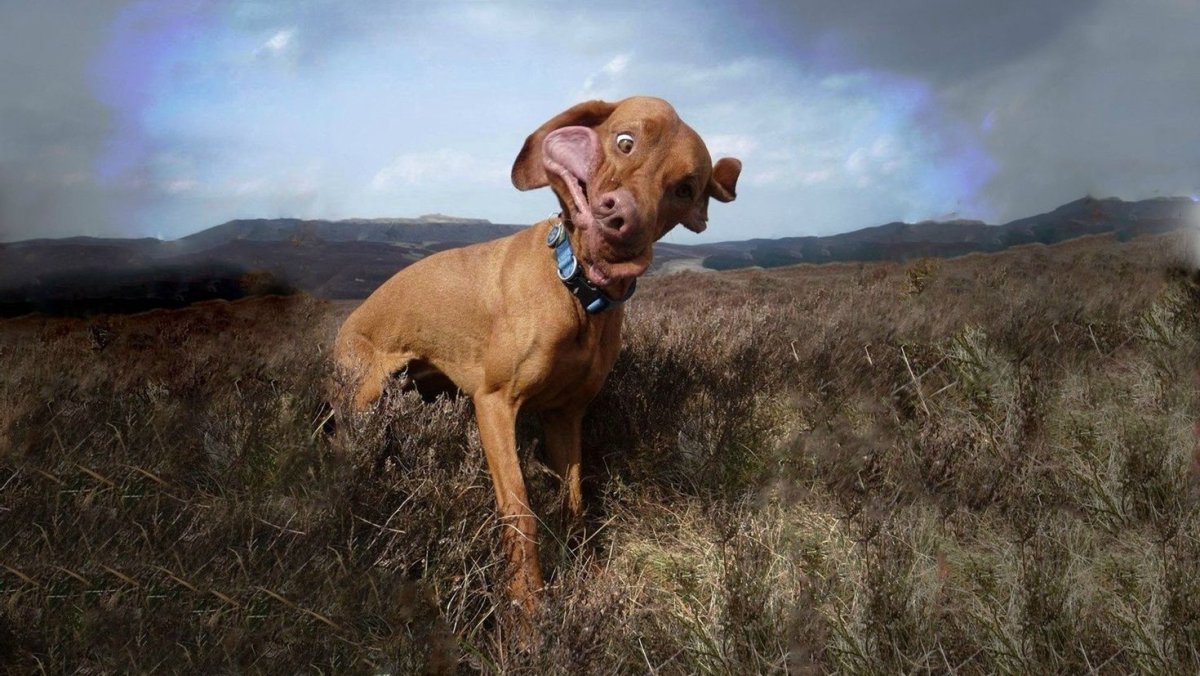 Смешные собаки на рабочий стол
