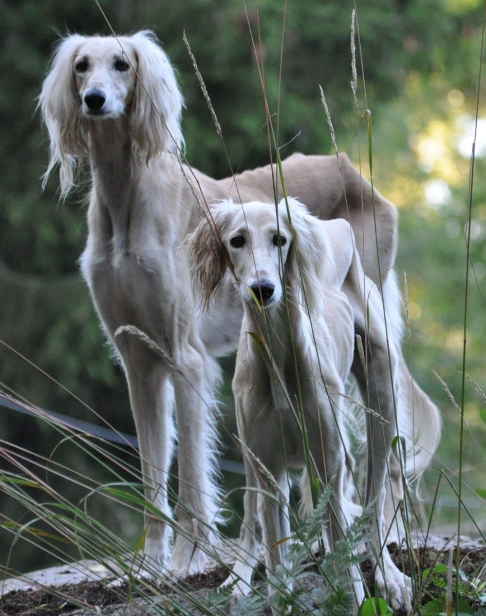 Салюки порода собак