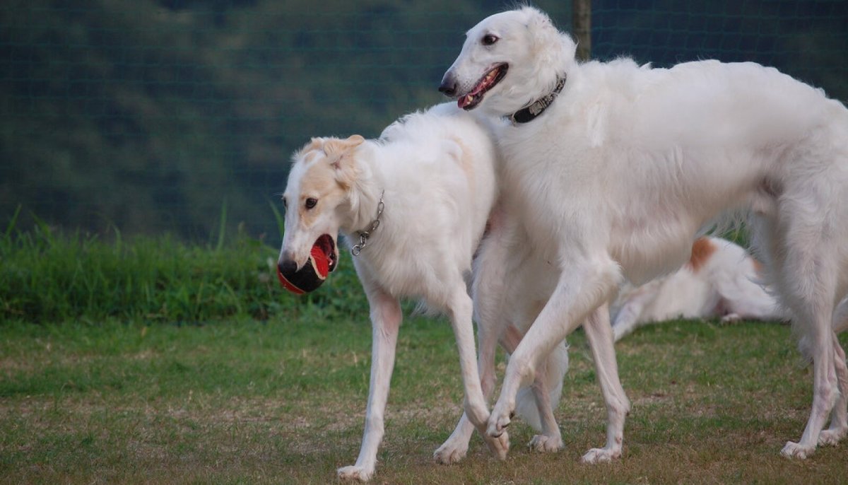 Грейхаунд HD