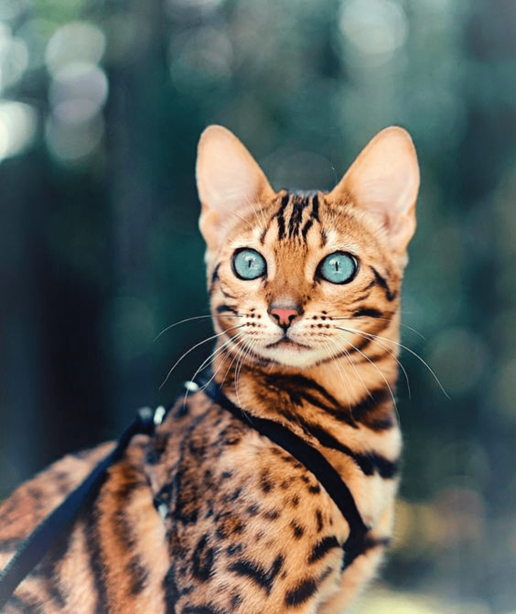 Дымчатый леопард меланист