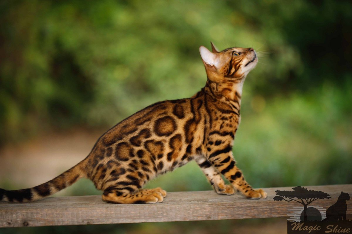 Африканская черноногая кошка