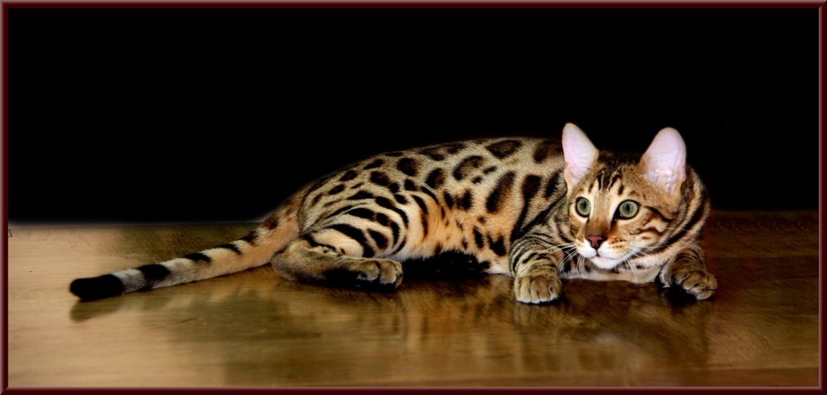 Бенгальская кошка табби