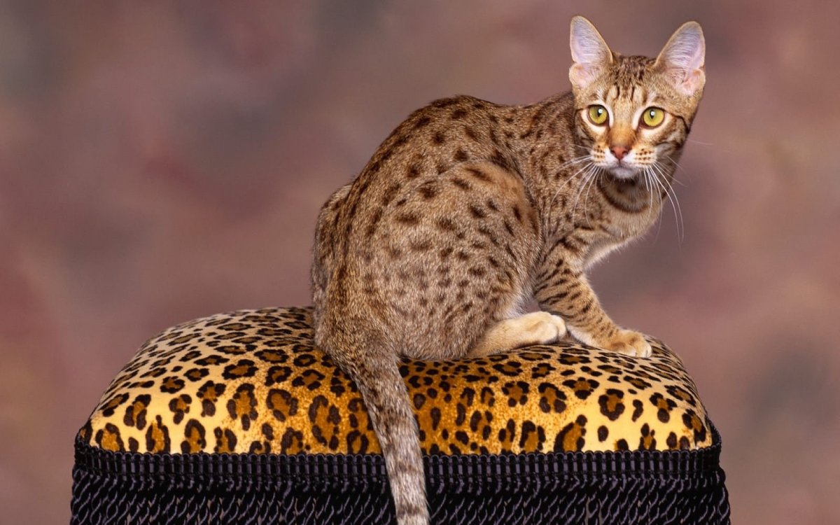 Оцикет мраморный