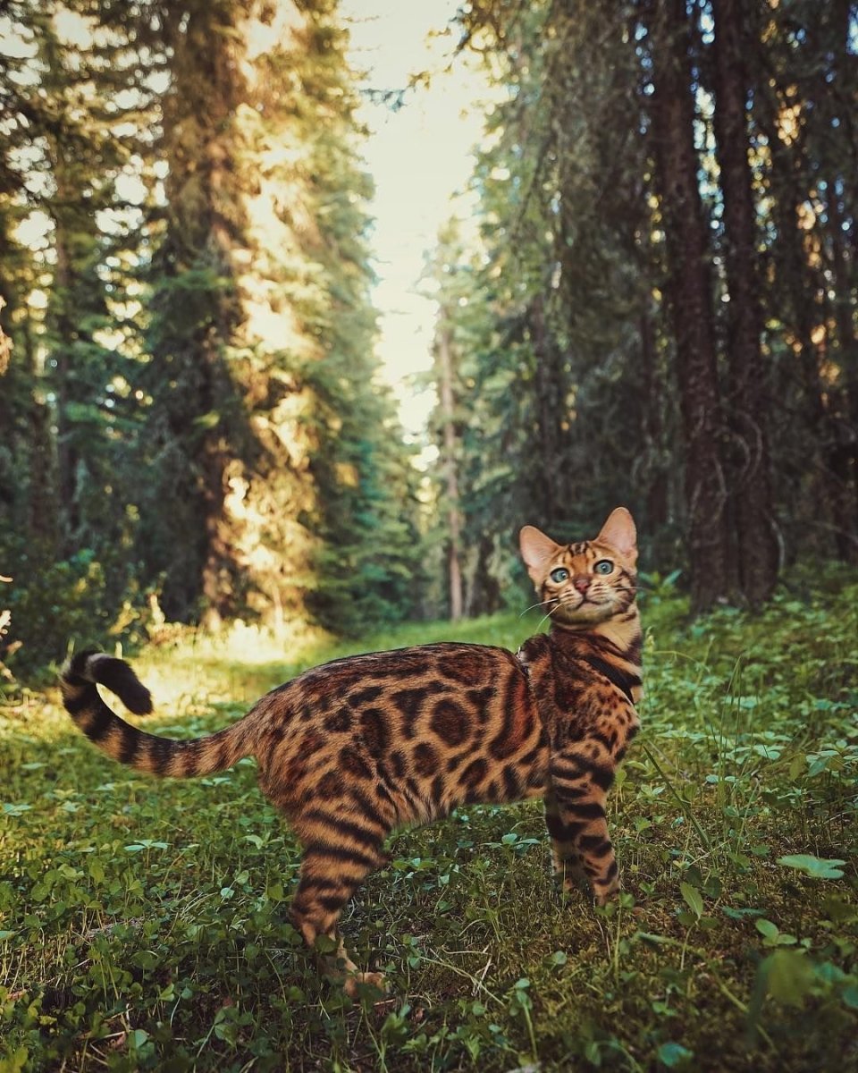 Коты Воители пятнистая звезда