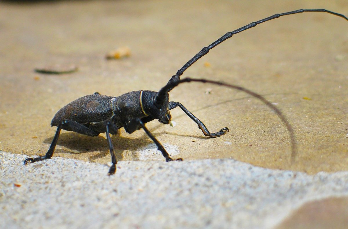 Жук усач Кожевник