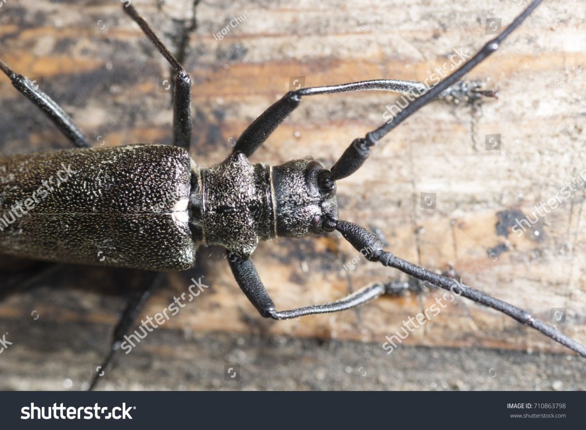 Сахалинские жуки с длинными усами