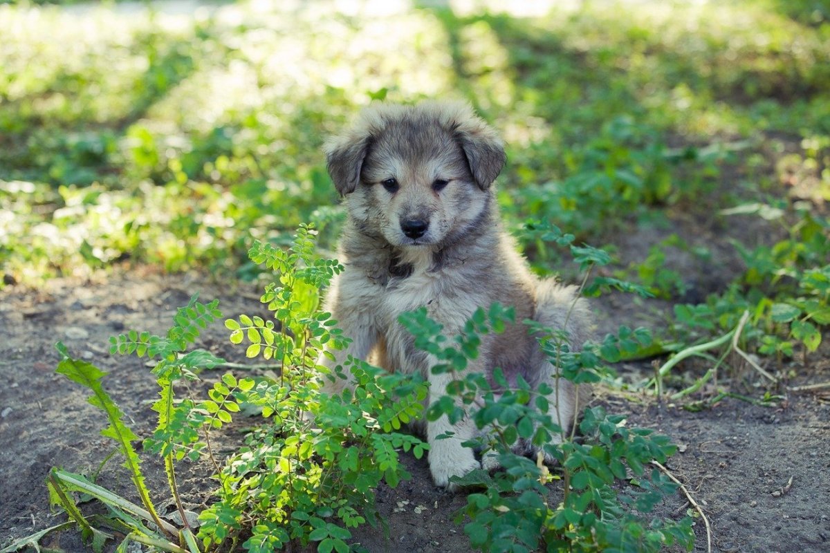 Щенки дворняги
