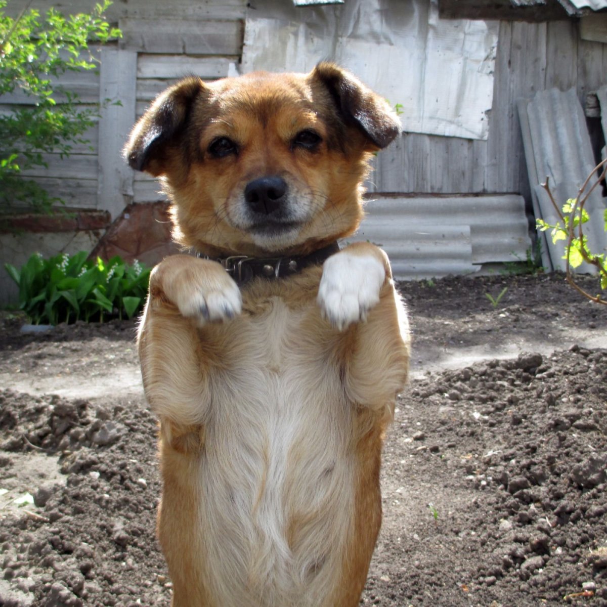 Маленькая дворовая собака