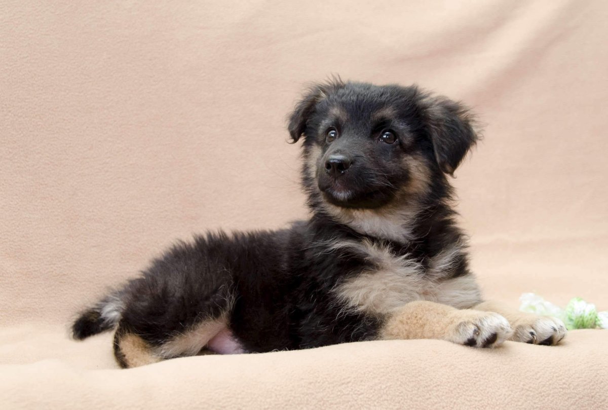 Щенки дворняжки