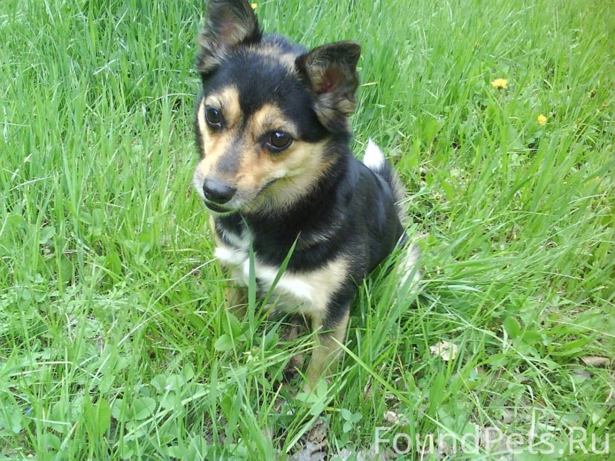 Дворняга собака маленькая