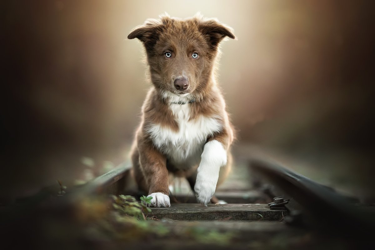 Красивые дворняги