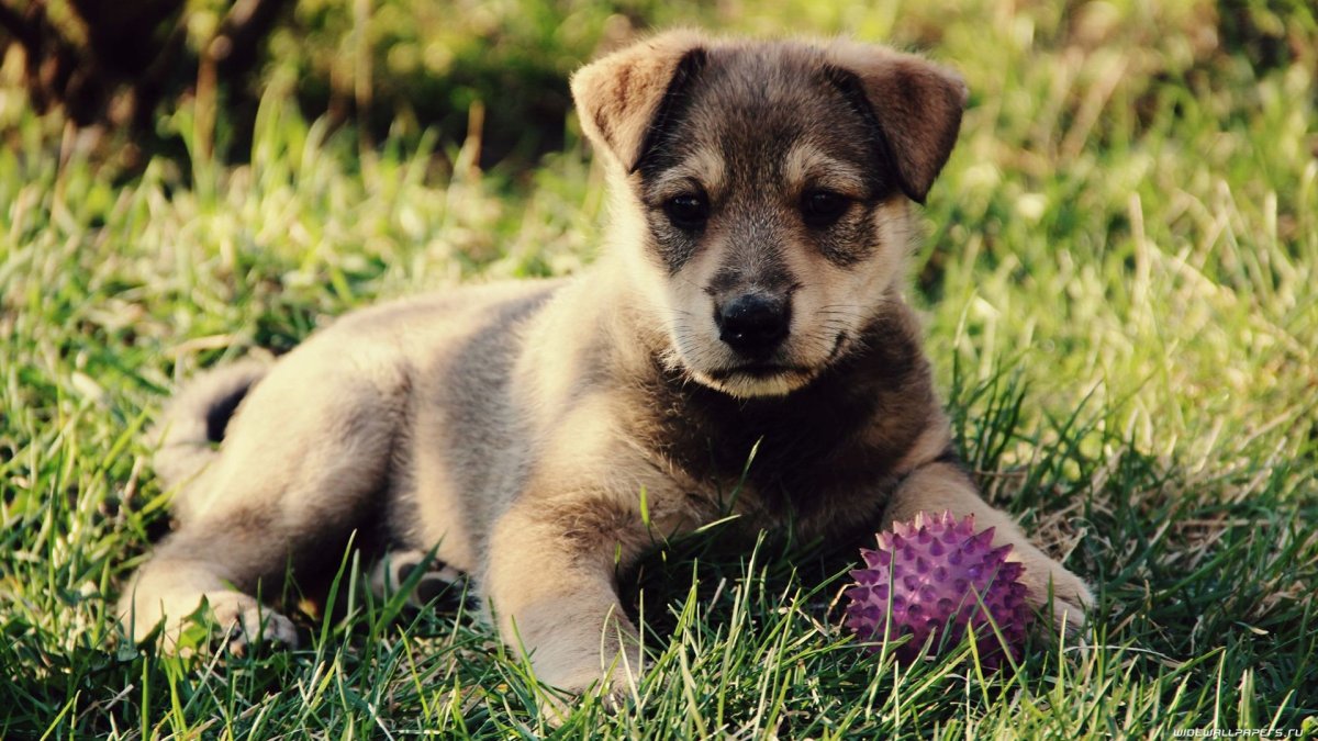 Картинки на рабочий стол щенки