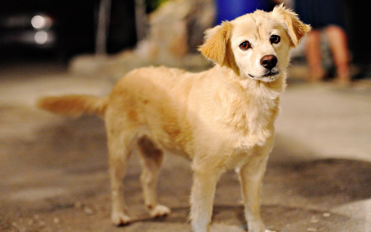 Красивые собаки