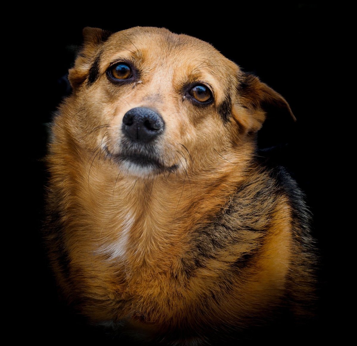 Беспородная собака дворняжка