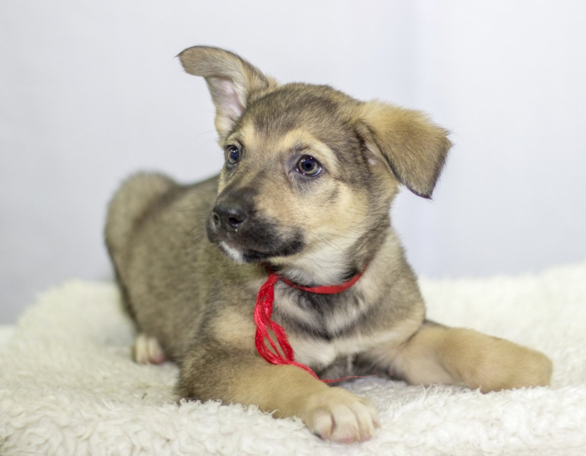 Щенки дворняжки