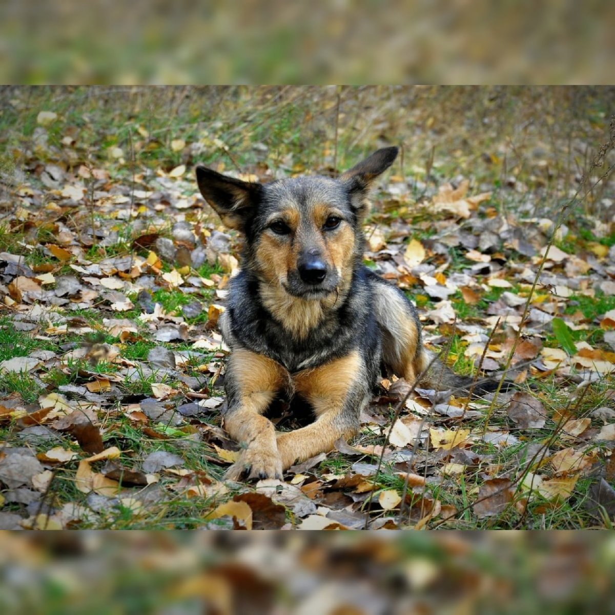 Собака дворняжка