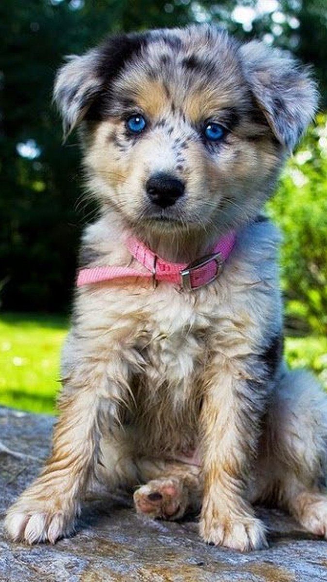 Красивые дворняги