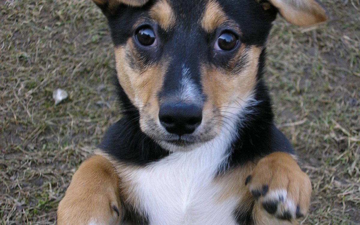 Маленькая собачка дворняжка беспородная собака
