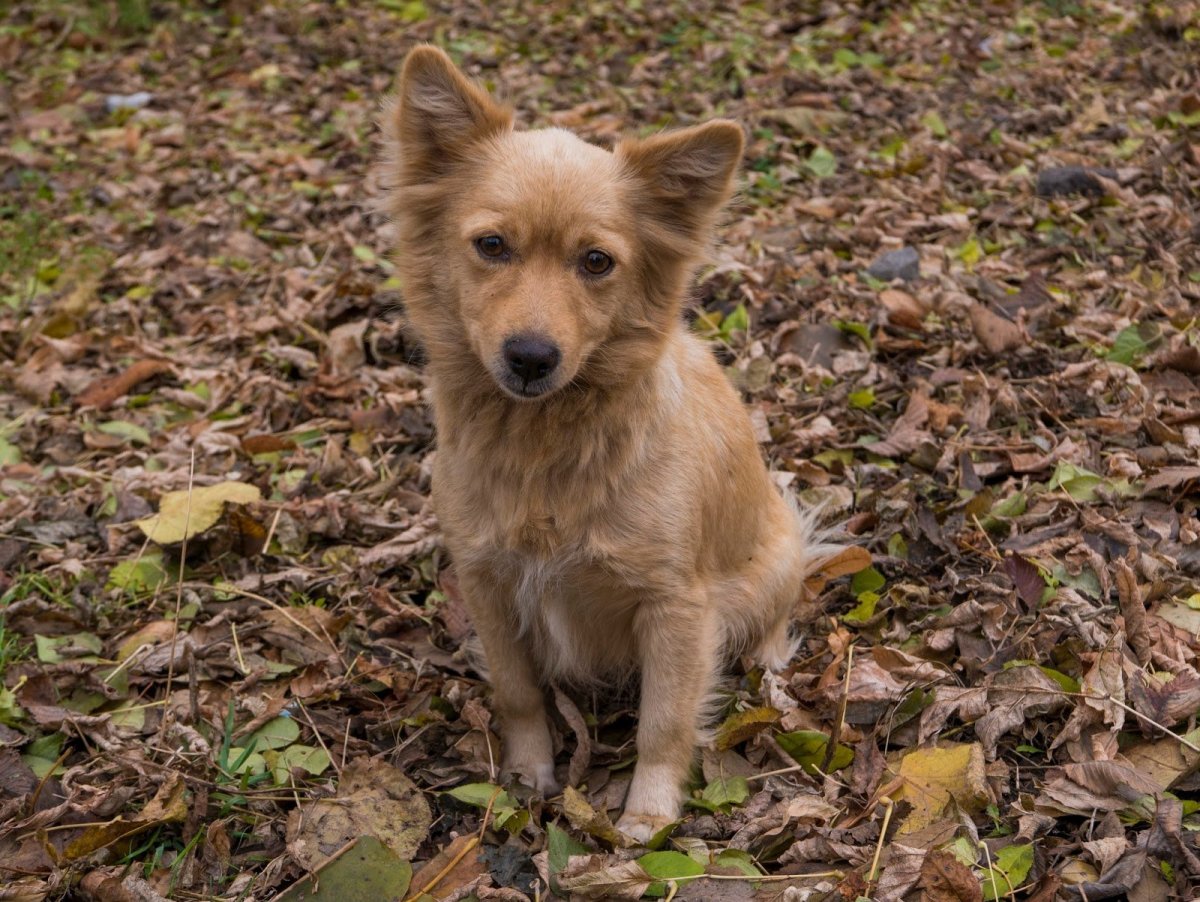 Собака дворняжка рыжая